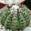 Discocactus_placentiformis_v_minor